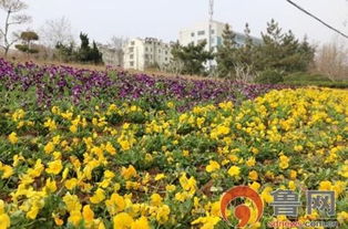 胶州建设局园林处栽种时令花卉扮靓城市景观