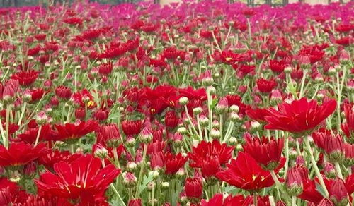 快看 2023年企石镇迎春购花点和花卉种植场在这里