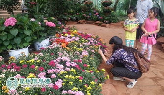 get charmed by kunming s blooming flowers