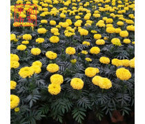花卉种植