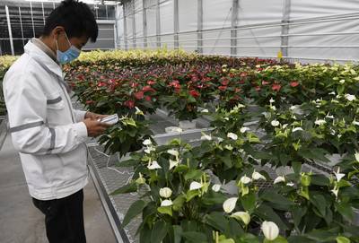 甘肃和政:智慧农业助力花卉产业升级