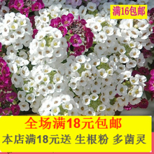 【香雪球种子】最新最全香雪球种子 产品参考信息
