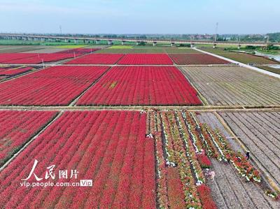 江西南昌:花卉苗木变绿色"金库"