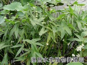 供应销售水生花卉、睡莲种植流程、百种水生植物批发订购_纺织、皮革_世界工厂网中国产品信息库