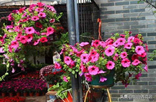 这 2种 盆栽花卉,高温天也能 花开不断 ,整个夏天都可赏花