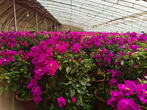 高碑店 鲜花种植催生乡村振兴 美丽产业 央广网