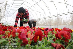 安徽濉溪 花卉种植富农家