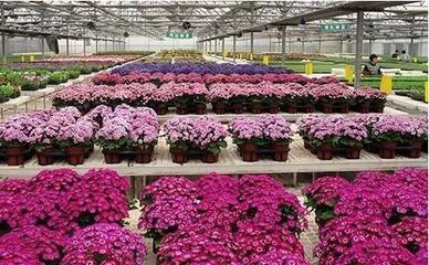 搭乘信息化“快车” 萧山花卉产业开“花”结“果”