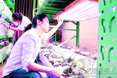 圣凡生物科技:植物补光灯行销海内外