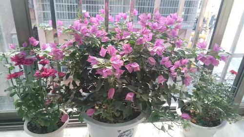 花卉栽培技术 如何学习种植花卉