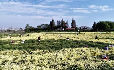 千里江陵丨茶饮佳品 花茶新宠
