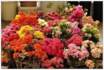 这些在秋季栽种的花卉,冬春时节花开灿烂,能摆室内养