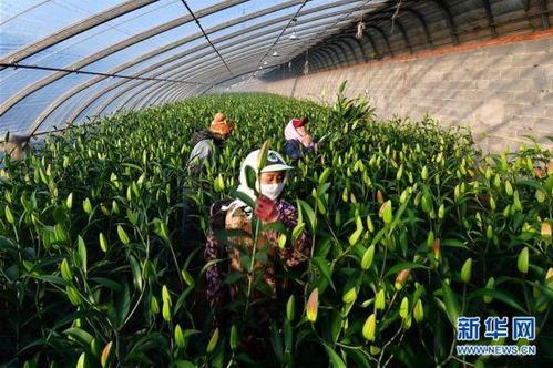 河北滦南 冬闲时节花农忙