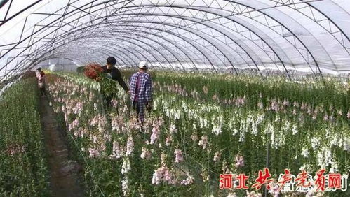 脱贫攻坚党旗红 三河市 鲜切花 盛开在小康路上