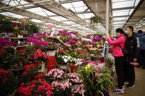 党报荐读 百年花乡 百亩花海,看山东这两地如何 借花 致富