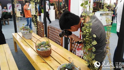 江苏沭阳花木节开幕 展出多种精品盆景花卉
