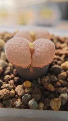 黑皮猪蹄
