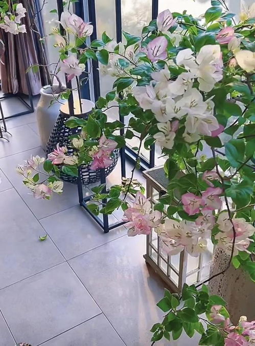 5种 吉利花 ,建议用小盆养,大盆易烂根,小盆易出 精品