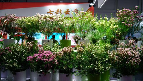 一株绿植5.8万元,一片叶子6000元,这些植物美且 豪