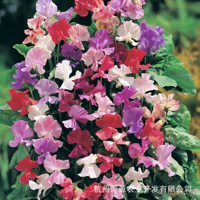 【仙葩070香豌豆种子混色10粒庭院绿化室内阳台盆栽易种植攀援花卉】 - 产品库