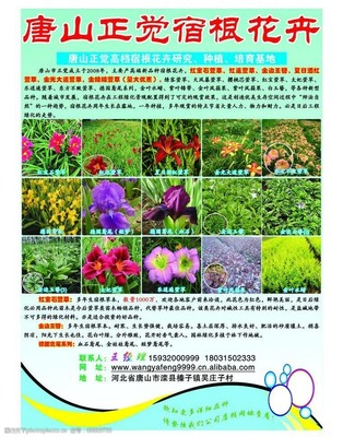 园林花卉图片