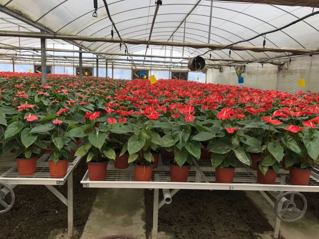 花卉种植大棚需多少钱?花卉种植大棚造价分析_种植养护_新闻中心_前程
