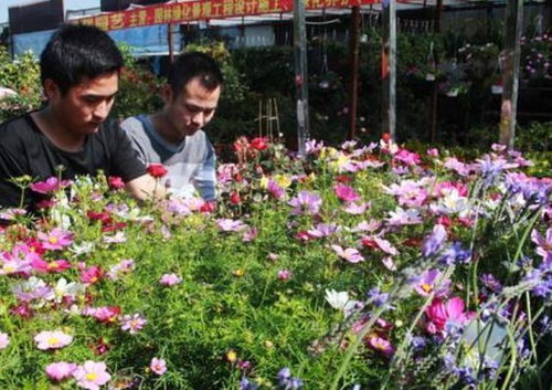 五月份部分植物开始走向衰败,列举3种花卉绿植,教你留住青春