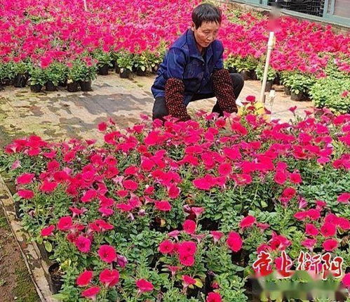 人勤春来早,衡阳市加紧有序开展花卉播种育苗工作