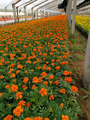 重庆青州草花种植基地