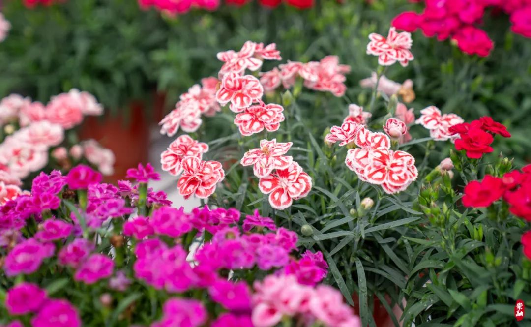 第27届国际花展花卉新品与潮流亮点_产品_图文_企业