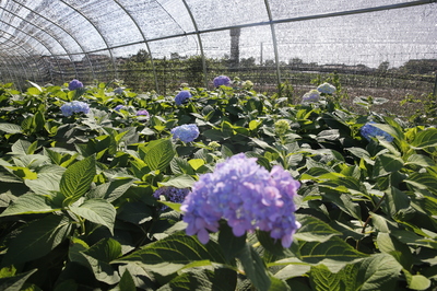 扶风植物组培:小瓶子里长出“新天地”