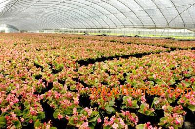 家彬温室大棚出售*花卉大棚,花卉大棚厂商