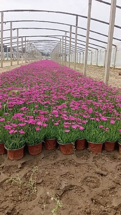 常夏石竹花海种苗种植批发基地