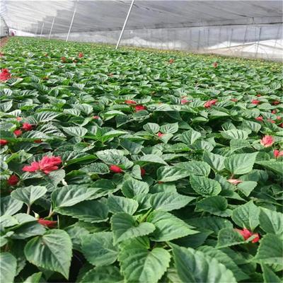 一串红花卉 一串红绿化花卉 种植基地批发