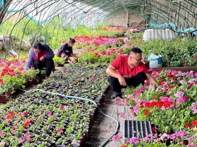 精河县:特色花卉种植 助推农民“花样”增收