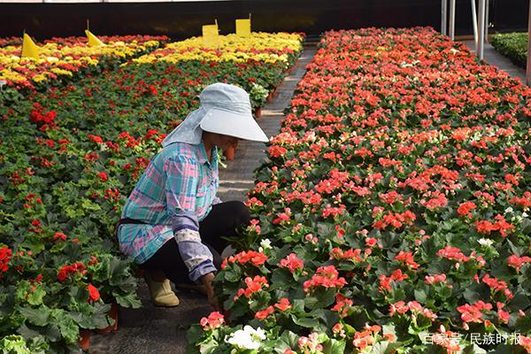 弥勒花卉种植助力乡村振兴
