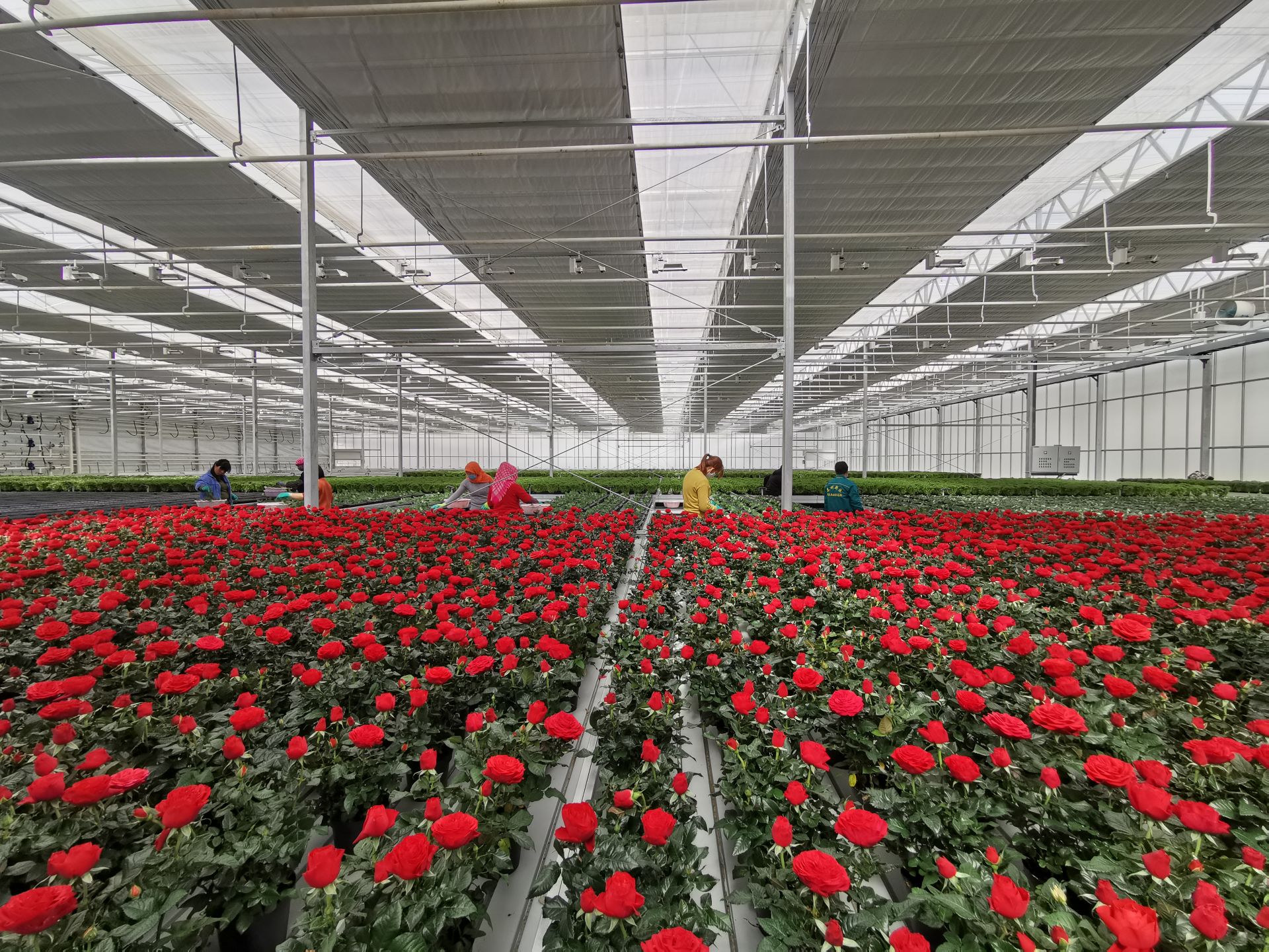 永城市高庄花卉产业基地 - 美篇