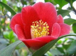 茶花 五