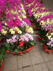 山东盆栽蝴蝶兰花卉登录上市,蝴蝶兰供应商基地 种植厂家 产地报价单 青州市三江花卉苗木专业合作社