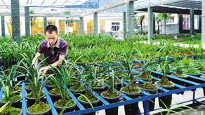园林景观资讯_园林设计,景观设计,园林施工,园林植物,景观图纸,效果图,景观图片_定鼎园林