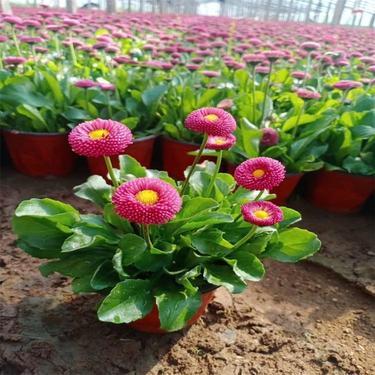 衡阳市花卉种植基地