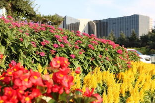 太美了 60余万盆鲜花扮靓节日街头 你发现了吗