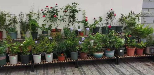 花卉种植太深的3种,正确处理方法