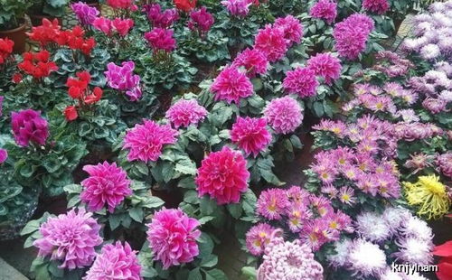 花市防 不良商家 ,夏季种植避开这6种花卉,高温休眠不开花