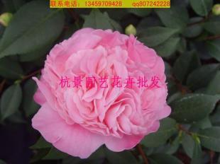 千里香茶花批发 烈香茶花批发 香茶花种植基地_农副产品_世界工厂网