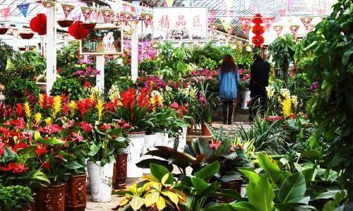 花市 猫腻 多,若遇到4种花卉,建议最好不要买