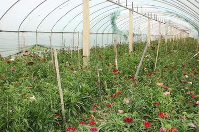 鲜花养殖基地赚钱吗;花卉大棚一年利润多少