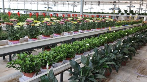 岳普湖县水产养殖基地的别样生机 花卉产业蓬勃兴起