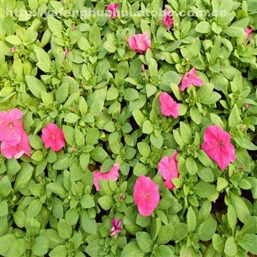 【牵牛小苗 牵牛价格 牵牛多少钱】,价格,厂家,图片,供应商,花木,青州市垭枫花卉苗木 - 产品库 - 阿土伯交易网