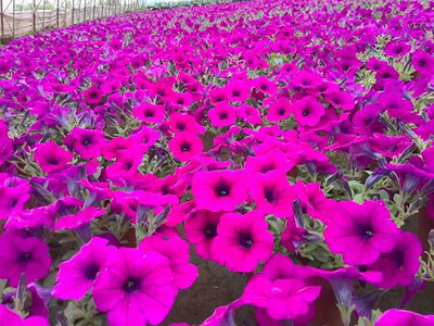 垂吊牵牛_垂吊花卉_产品展示_沈阳市苏家屯区时利合花卉种植园